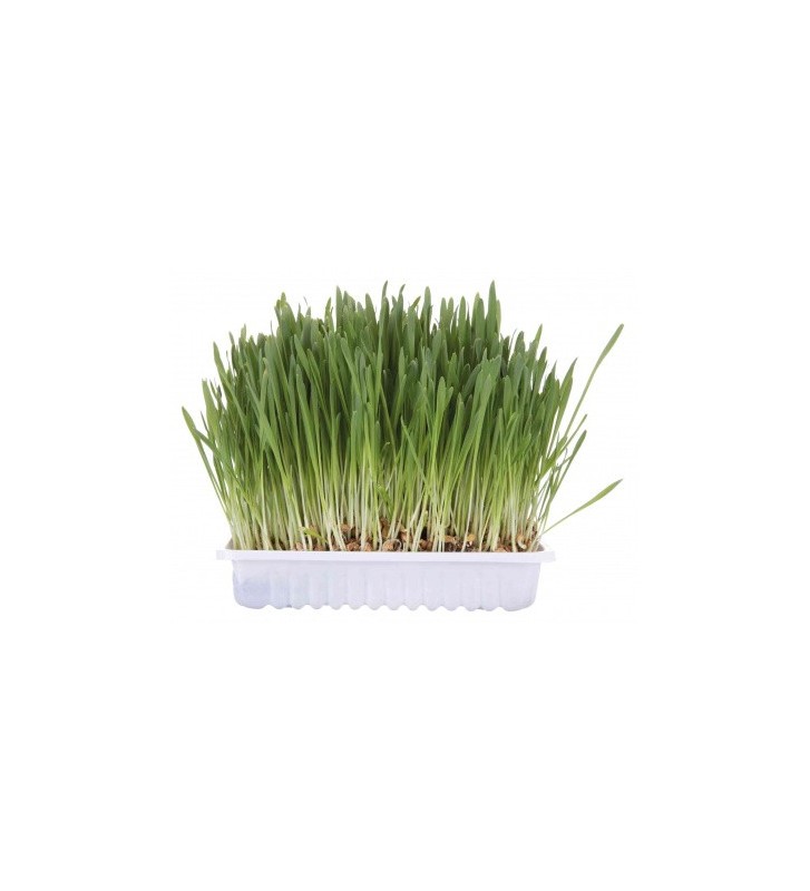 Barquette herbe à chat à faire pousser 100gr